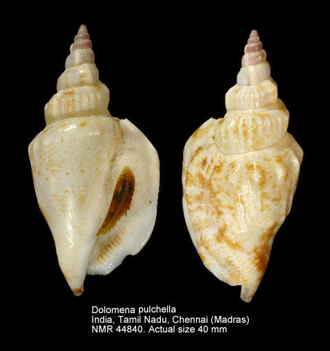 Dolomena pulchella (3).jpg - Dolomena pulchella (Reeve,1851)